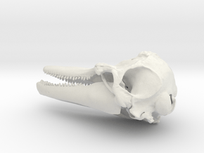 Tursiops Bottlenose Dolphin skull pendant in White Natural Versatile Plastic