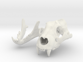 P. spelaea Skull in White Natural Versatile Plastic