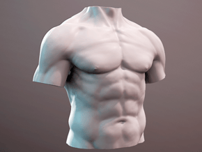 Anatomy torso sculpture in White Natural Versatile Plastic