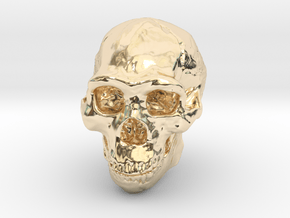 Lanyard : Real Skull (Homo erectus) in 14K Yellow Gold