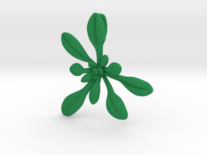 Large Arabidopsis Rosette pendant in Green Processed Versatile Plastic