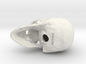Human skull - 65mm in White Natural Versatile Plastic