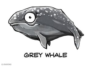 Breedingkit Gray Whale in Full Color Sandstone