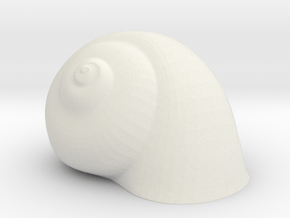 Snail Shell Yellow in White Natural Versatile Plastic
