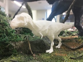 Daspletosaurus (Medium/ Large size) in White Natural Versatile Plastic: Medium