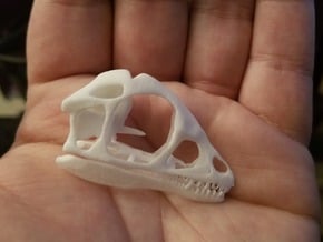 1:1 Scipionyx skull and jaw in White Natural Versatile Plastic
