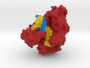  DNA Polymerase I  in Full Color Sandstone