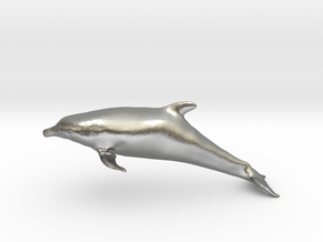 Bottlenose Dolphin (Turiops truncatus) in Natural Silver