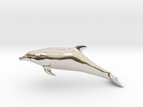 Bottlenose Dolphin (Turiops truncatus) in Platinum