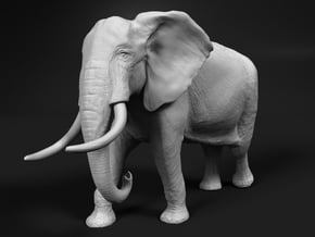 African Bush Elephant 1:45 Walking Male in White Natural Versatile Plastic