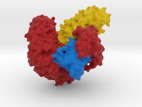 Exportin with Cargo and RAN-GTP in Full Color Sandstone