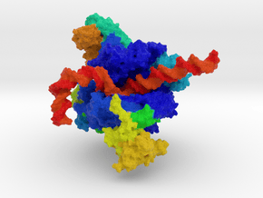 RNA Polymerase I in Full Color Sandstone