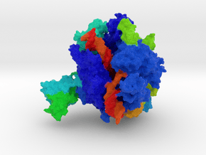 RNA Polymerase II in Full Color Sandstone