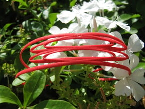 Conchoid 2 Bangle in Red Processed Versatile Plastic