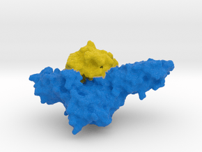 GM-CSF Receptor with Cytokine in Full Color Sandstone