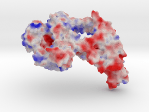Topoisomerase III α in Full Color Sandstone