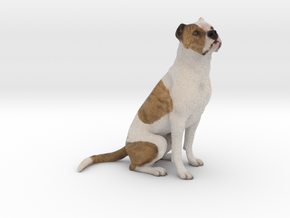 Brown and White Couped Stafford Pitbull 001 in Full Color Sandstone