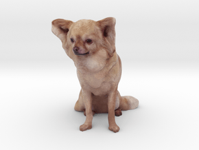 Brown Long Haired Chihuahua 001 in Full Color Sandstone