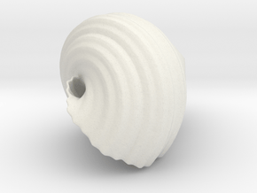 T Shell in White Natural Versatile Plastic