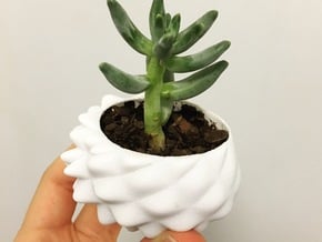 Bumpy Succulent Planter - Medium in White Processed Versatile Plastic