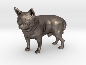 Scanned Chihuahua Dog -889 in Polished Bronzed Silver Steel