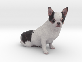 Scanned Chihuahua Dog -888 in Full Color Sandstone