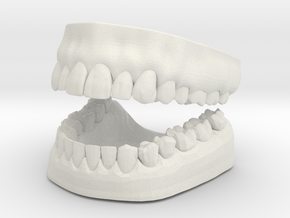 3D Teeth and Gum in White Natural Versatile Plastic