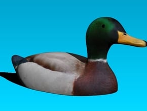Actual Advice Mallard Duck in Full Color Sandstone