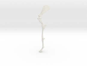 HorseSkeleton_LeftForelimb_18cmtall in White Natural Versatile Plastic