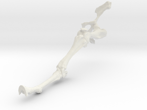 Horse_Skeleton_Left_Hindlimb_18cmtall in White Natural Versatile Plastic