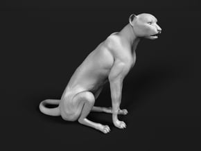 Cheetah 1:6 Sitting Male in White Natural Versatile Plastic