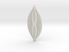 Navicula bulatta diatom ~ 140mm tall in White Natural Versatile Plastic