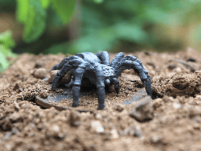 Giant Spider in White Natural Versatile Plastic