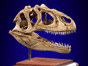Allosaurus - dinosaur skull replica in White Natural Versatile Plastic: 1:8