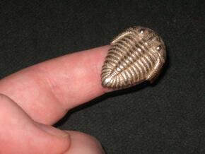 Triolobite Fossil in Polished Bronzed Silver Steel