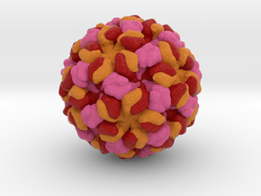Feline Calicivirus in Full Color Sandstone