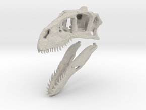 1:35 Utahraptor skull in Natural Sandstone
