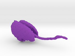 Rat Lungs for use with Rat Skeleton in Purple Processed Versatile Plastic
