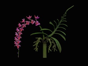Imperial Moth Orchid for 10cm Maneki Neko Planter in Green Processed Versatile Plastic