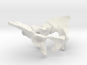 AL288-1 pelvis reconstruction (1/2 size).  in White Natural Versatile Plastic
