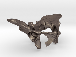 AL288-1 pelvis reconstruction (1/2 size).  in Polished Bronzed Silver Steel