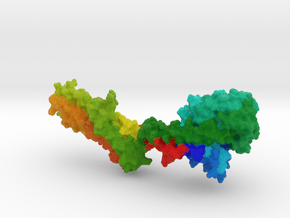 Human MxA Protein in Full Color Sandstone