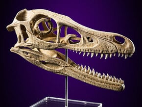 Velociraptor - dinosaur skull replica in White Natural Versatile Plastic: Medium