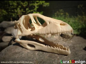  Dino Skull - Raptor Replica in White Natural Versatile Plastic