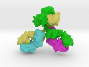 Immunoglobulin Antibody in Full Color Sandstone
