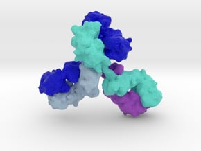 Immunoglobulin Antibody in Full Color Sandstone