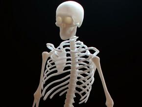 Skeleton in White Natural Versatile Plastic