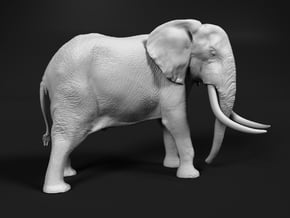 African Bush Elephant 1:9 Tusker Bull Dzombo in White Natural Versatile Plastic