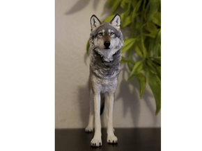 North American Gray Wolf in White Processed Versatile Plastic