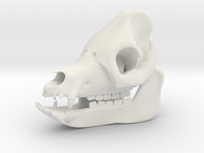 Pig Skull 3D Printed Model in White Natural Versatile Plastic